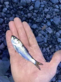 Blueback Shad thumbnail 2