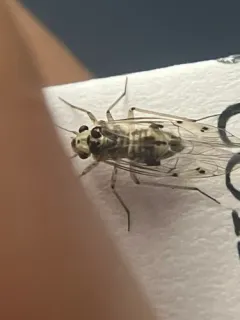 Psocus leidyi thumbnail 4