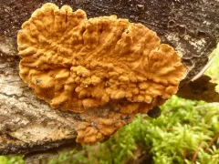 Boreostereum radiatum thumbnail 1