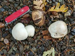 Tumbling puffball thumbnail 4
