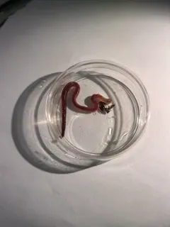 Southern Worm thumbnail 2