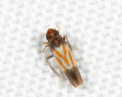 Erythridula bitincta thumbnail 4