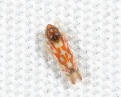 Erythroneura bidens