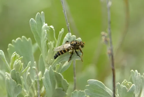 Cyrtopogon auratus