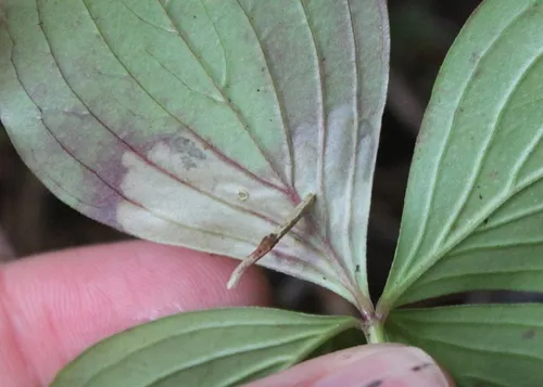 Coleophora canadensisella