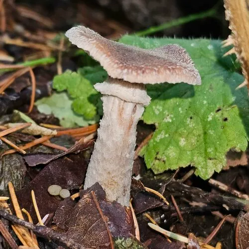 mullet honey fungus