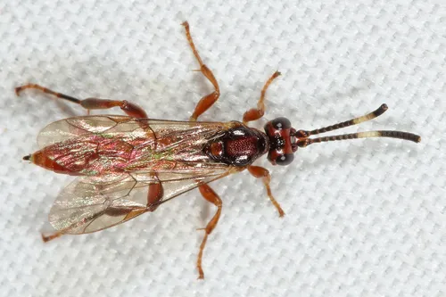 Barichneumon sorex
