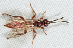 Barichneumon sorex thumbnail 1