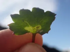 Phytomyza deirdreae thumbnail 2