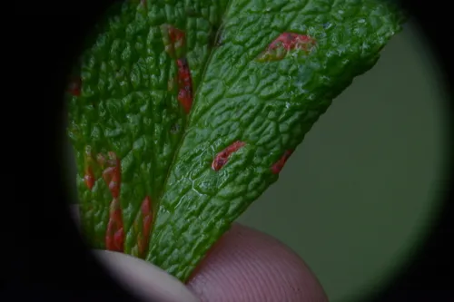 Pucciniastrum sparsum