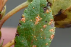 Wintergreen Rust thumbnail 3
