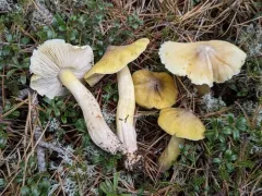 Tricholoma davisiae thumbnail 4