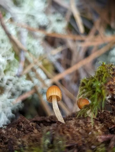 Galerina minima