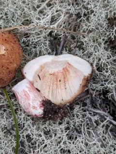 Russula ventricosipes thumbnail 3