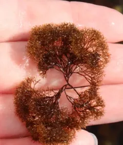 Wrack Siphon Weed thumbnail 1