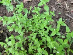 Veronica argute-serrata thumbnail 3