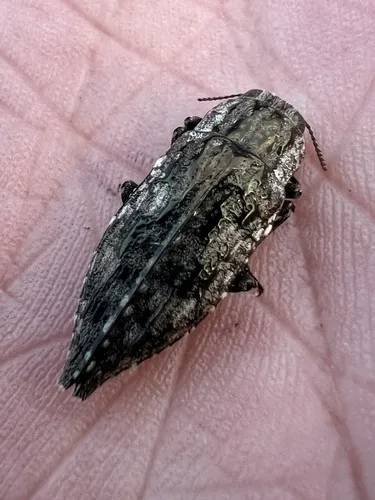 Dicerca asperata