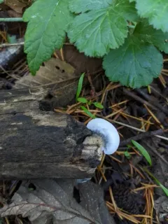 Cyanosporus arbuti thumbnail 2