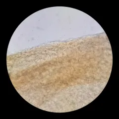 Mycena metata thumbnail 4