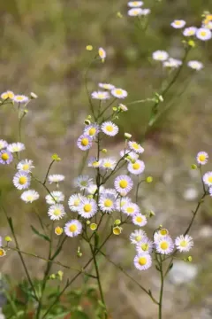 daisy fleabane thumbnail 5