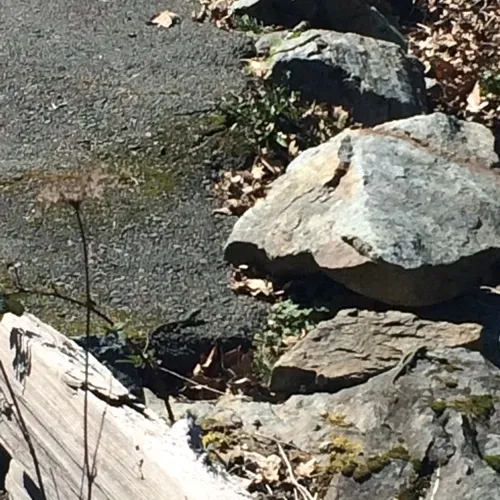 Common Wall Lizard