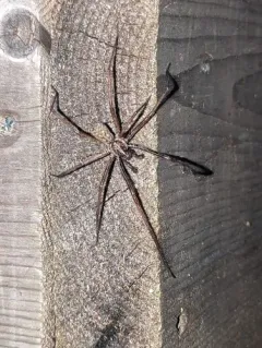 Giant House Spider thumbnail 4