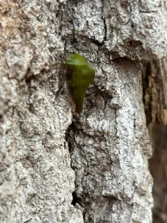 Palonica viridia thumbnail 3