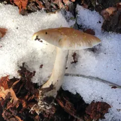 Bitter Brown Leucopax thumbnail 2