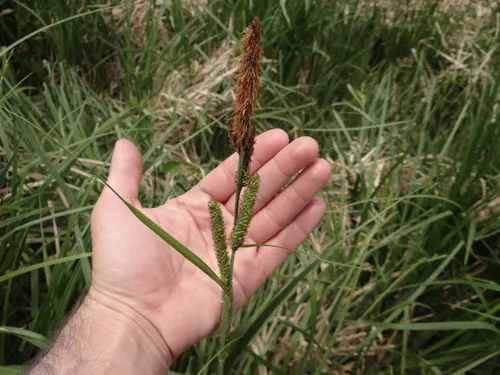 lesser pond sedge