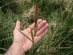 lesser pond sedge thumbnail 1