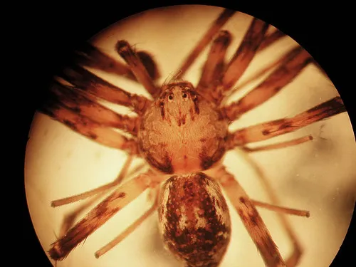 Philodromus oneida