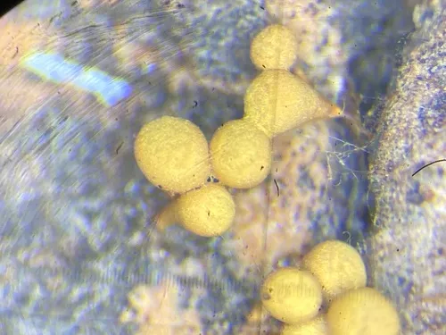 Hemitrichia abietina
