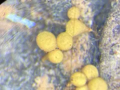Hemitrichia abietina thumbnail 1