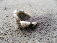 Many-rooted Earthball thumbnail 4