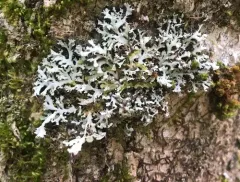 Branching Fringe Lichen thumbnail 4