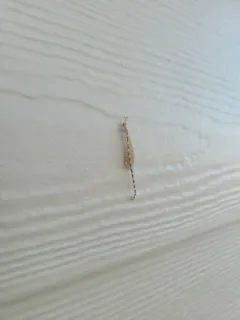 Clathroneuria schwarzi thumbnail 1