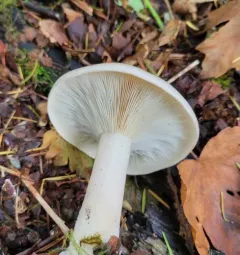 Cloudy Clitocybe thumbnail 1