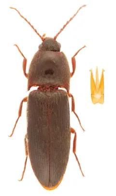 Ampedus melanotoides thumbnail 3