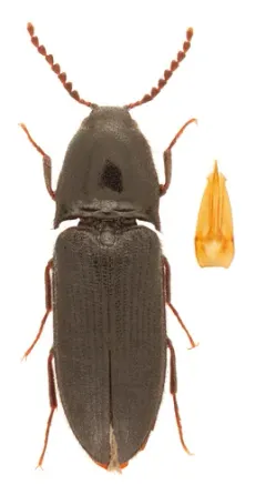 Laurentian Click Beetle thumbnail 2