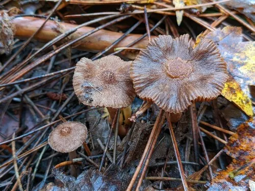 collared fibrecap