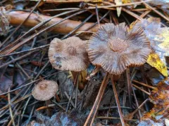 collared fibrecap thumbnail 1