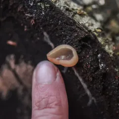 layered cup thumbnail 3