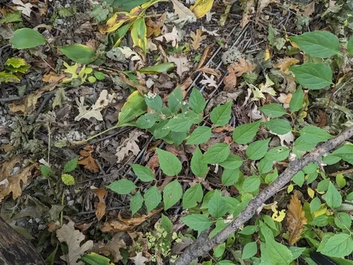 Liriomyza philadelphivora