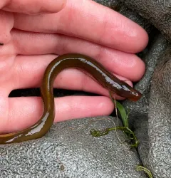 Western Brook Lamprey thumbnail 1