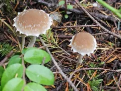 Psathyrella spintrigeroides thumbnail 2