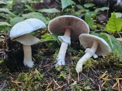 Agaricus abruptibulbus thumbnail 4