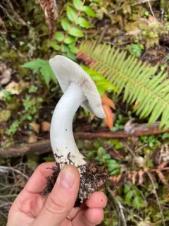 Tricholoma venenatoides thumbnail 3