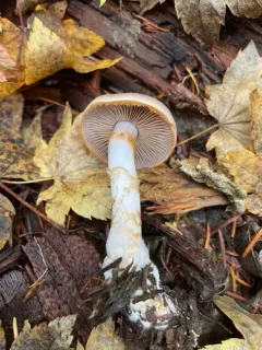 Cortinarius caesiifolius thumbnail 2