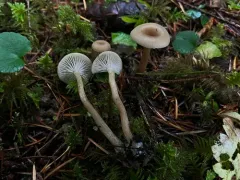 Pseudoomphalina intermedia thumbnail 2