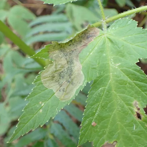 Parsnip Leaf Miner